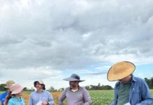 Pesquisa nacional contra podridão de grãos da soja ganha força em Cerejeiras (RO)