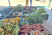 Diversificação de culturas e melhoria da renda das pequenas propriedades
